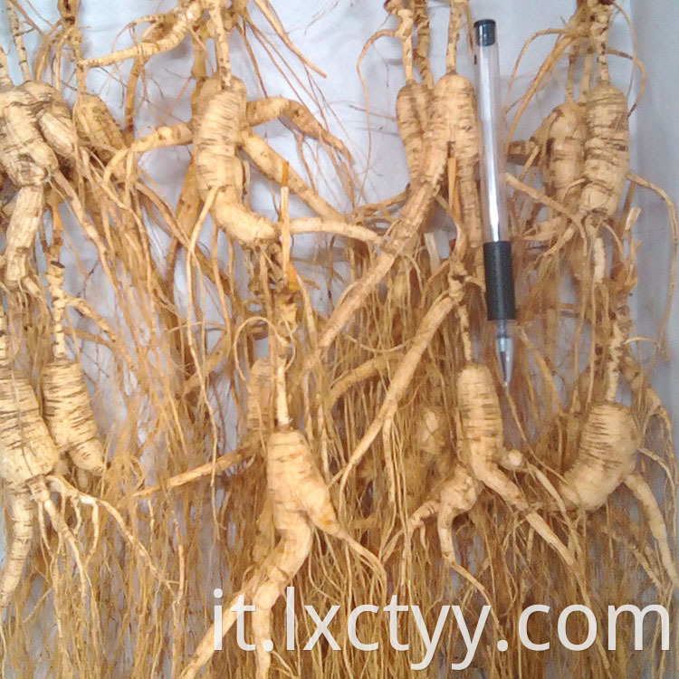 ginseng tea root food